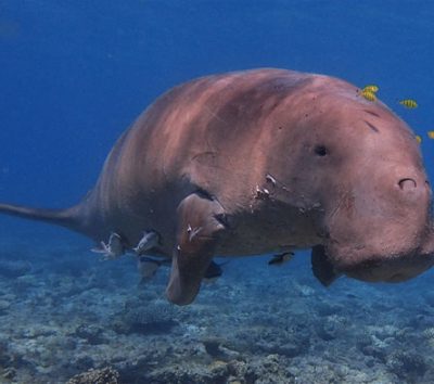 DUGONG